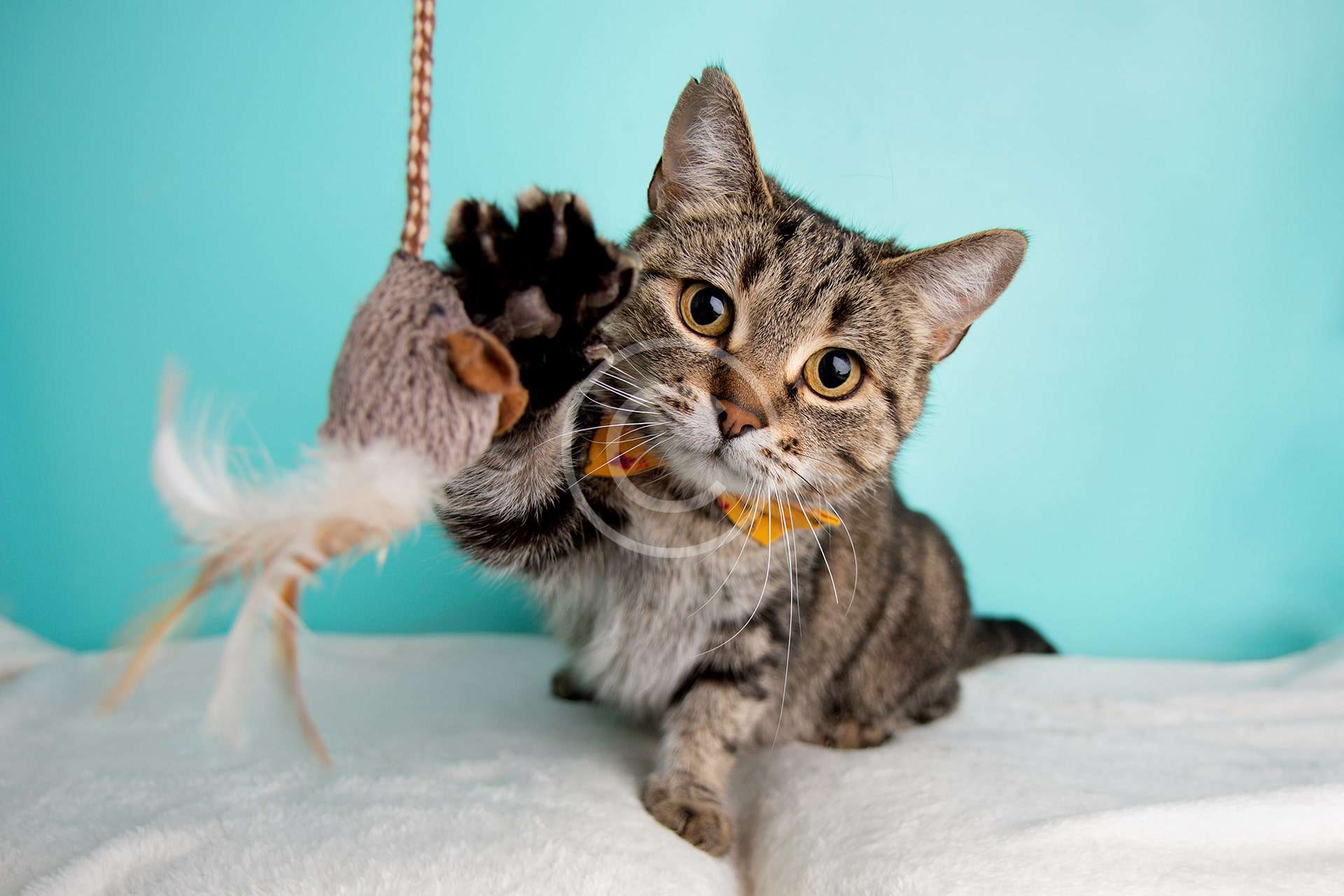 Fuzzy Mouse